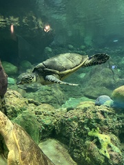 Eretmochelys
