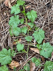 Modiola caroliniana