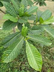 Genipa