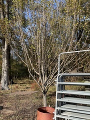 Pyrus bourgaeana