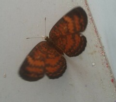 Mazia amazonica