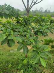Genipa