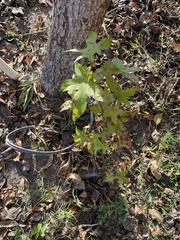 Liquidambar styraciflua