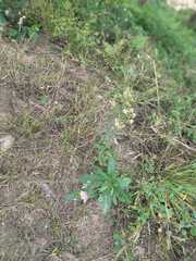 Erigeron sumatrensis