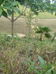 Erigeron sumatrensis