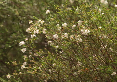 Calytrix alpestris