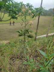 Erigeron sumatrensis