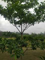 Magnoliopsida