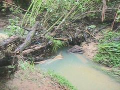 Melicytus ramiflorus