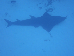 Rhynchobatus australiae