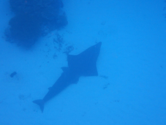 Rhynchobatus australiae