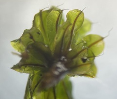 Syntrichia laevipila