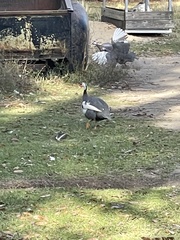 Numida meleagris domesticus