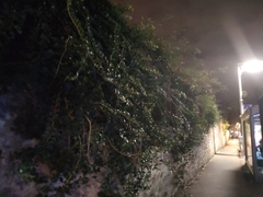 Hedera helix