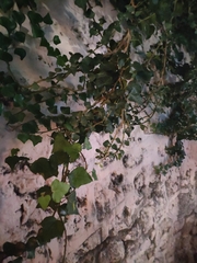 Hedera helix
