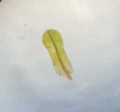 Syntrichia laevipila