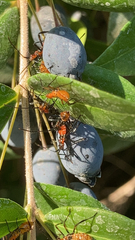 Zelus longipes