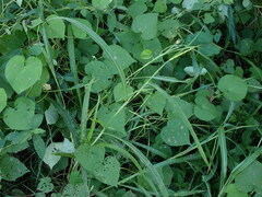 Rottboellia cochinchinensis