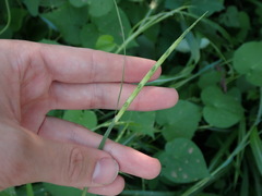 Rottboellia cochinchinensis