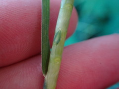 Rottboellia cochinchinensis