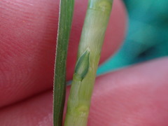 Rottboellia cochinchinensis