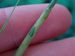 Rottboellia cochinchinensis