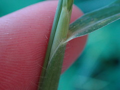 Rottboellia cochinchinensis