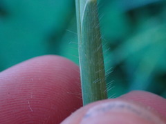 Rottboellia cochinchinensis