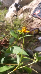 Wedelia acapulcensis