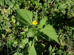 Melampodium divaricatum