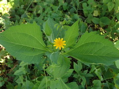 Melampodium divaricatum