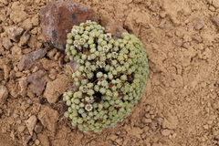 Werneria dactylophylla