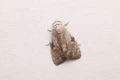 Barasa cymatistis