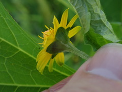 Melampodium divaricatum