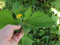Melampodium divaricatum