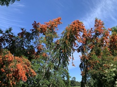 Embothrium coccineum
