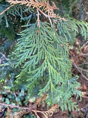 Thuja plicata