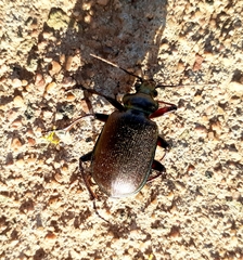 Calosoma