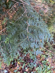 Thuja plicata