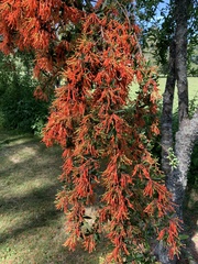 Embothrium coccineum