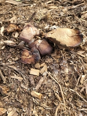 Leucoagaricus americanus