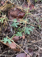 Callirhoe involucrata
