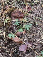Callirhoe involucrata