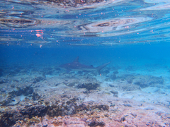 Carcharhinus limbatus