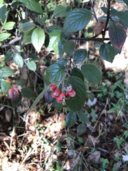Cotoneaster franchetii