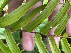 Nephrolepis biserrata