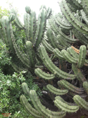 Myrtillocactus geometrizans