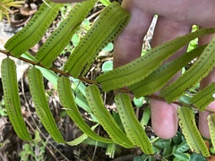 Nephrolepis biserrata