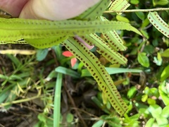 Nephrolepis biserrata