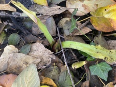 Lysichiton americanus